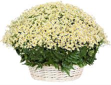 Цветочная композиция из Ромашки в корзине #REPLACE_PRED# Пятигорске